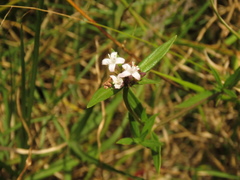 Spermacoce chartensis