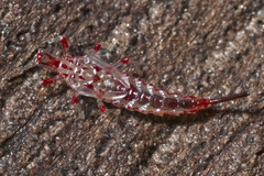 Idolothrips spectrum