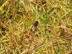 Erythrodiplax abjecta