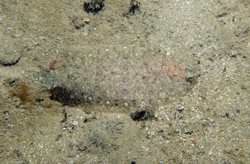 Imperial scaldfish (Arnoglossus imperialis) — Bothidae — 2