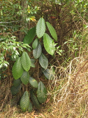 Ficus velutina