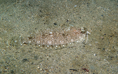 Imperial Scaldfish photo 2