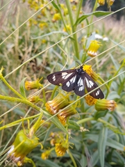 Gnophaela discreta