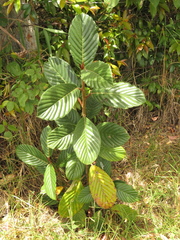 Ficus velutina