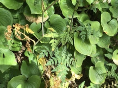 Conioselinum gmelinii