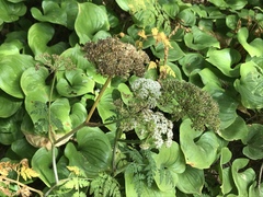 Conioselinum gmelinii