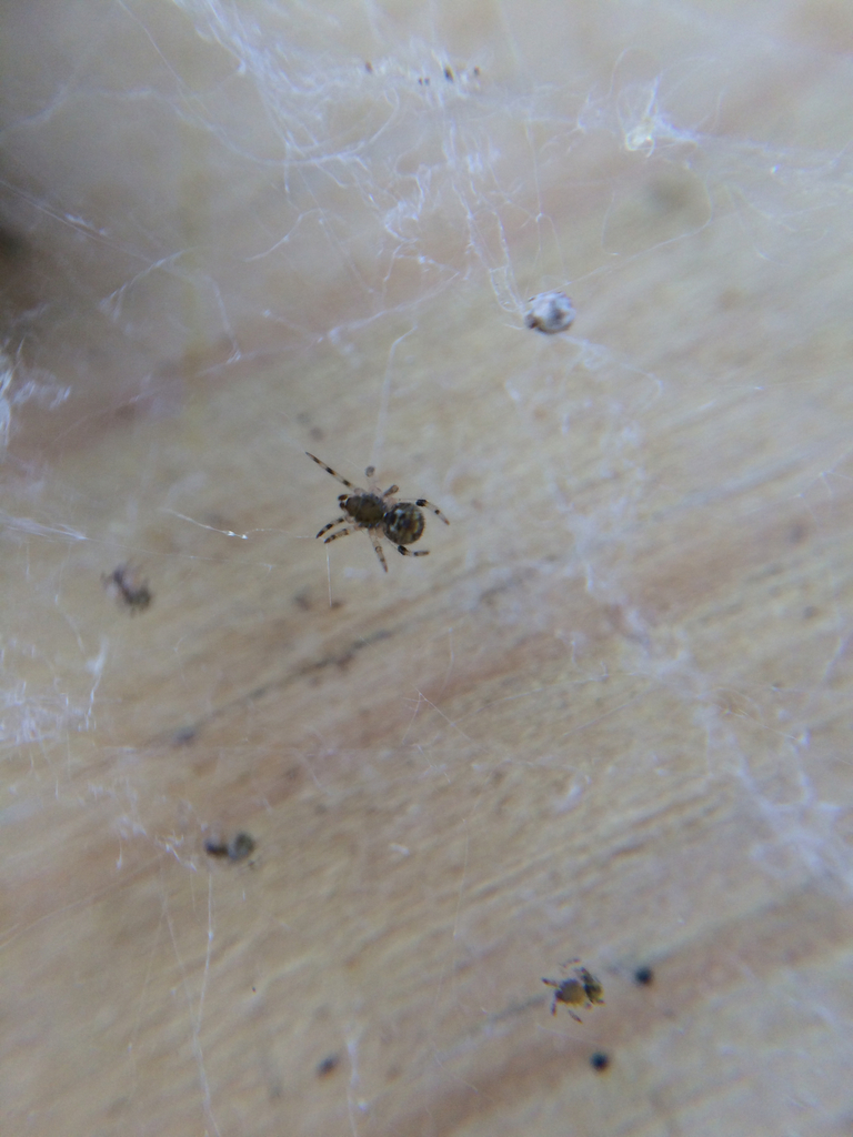 Araignée domestique commune