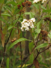 Stevia lucida