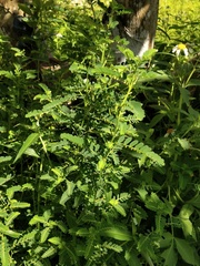 Phyllanthus urinaria hookeri