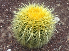 Kroenleinia grusonii