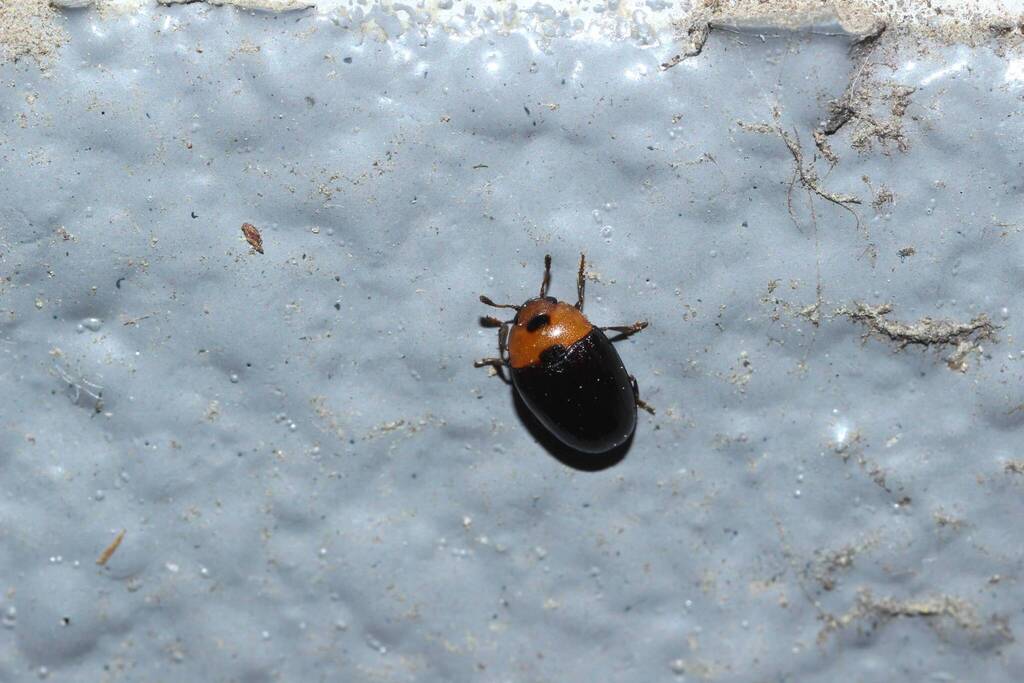 Triplax devia