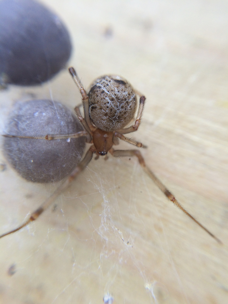 Araignée domestique commune