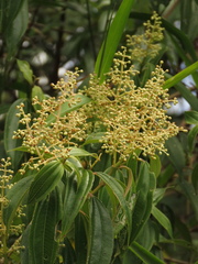 Miconia theizans