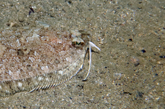 Imperial Scaldfish photo 3