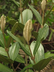 Miconia squamulosa