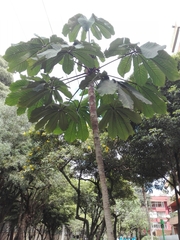 Cecropia telenitida