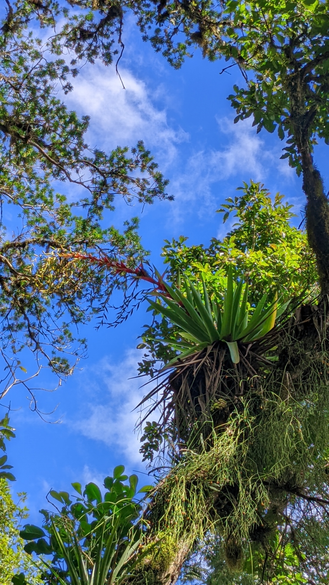 Vriesea altodaserrae