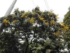 Senna viarum
