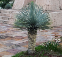 Dasylirion parryanum