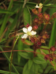 Chaetogastra ciliaris