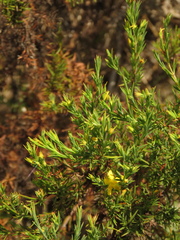 Hypericum juniperinum