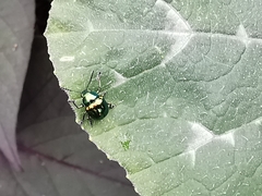 Chrysomelidae
