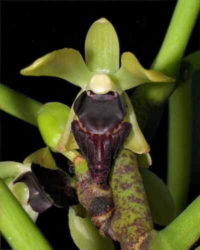Luisia macrotis
