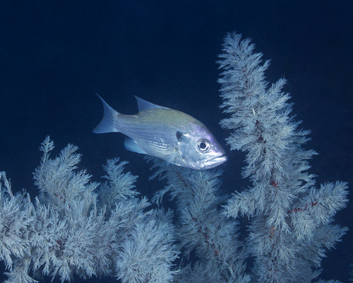 Pearl perch (Glaucosoma scapulare) — Glaucosomatidae — 4