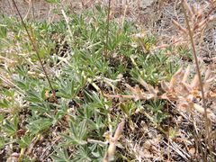 Lupinus adsurgens