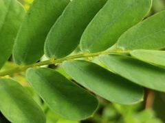Phyllanthus urinaria hookeri