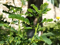 Phyllanthus urinaria hookeri