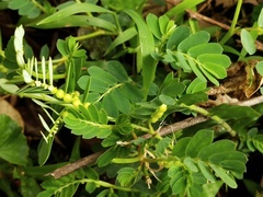 Phyllanthus urinaria hookeri