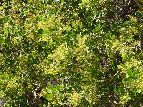 Image of Searsia pallens by (c) Shaun Swanepoel, some rights reserved (CC BY)