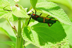 Deltaspis rubriventris