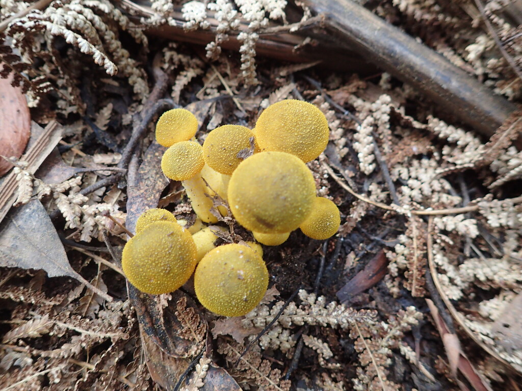 Armillaria luteobubalina · May 2025 · photo: © robert_read (iNaturalist, cc-by)