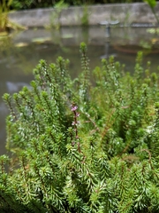 Rotala hippuris