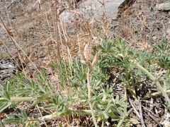 Lupinus adsurgens