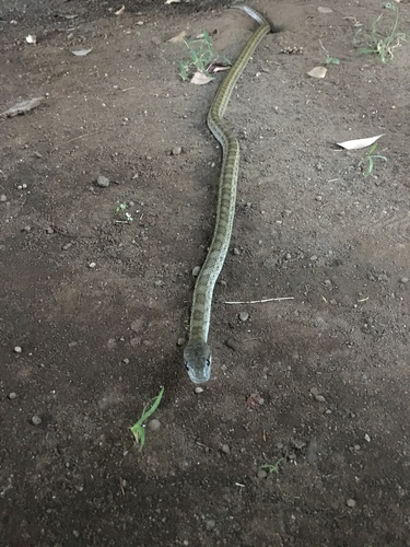 Photo of a Japanese Ratsnake (Elaphe climacophora)