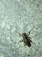Cyphoderris
