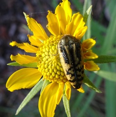 Verbesina longifolia