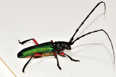 Deltaspis rubriventris