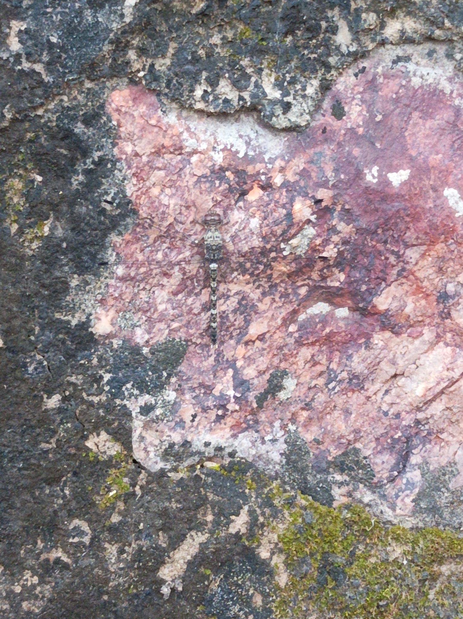 Indian Rockdweller