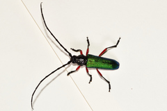 Deltaspis rubriventris