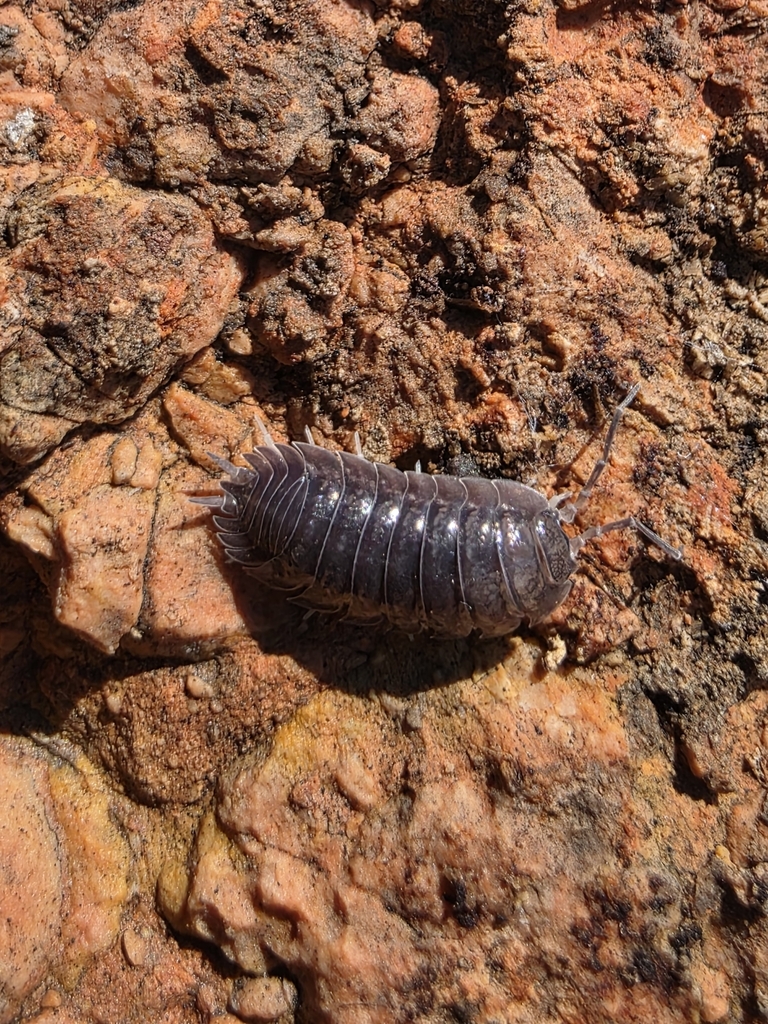 Porcellio colasi