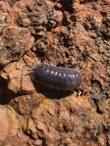 Porcellio colasi
