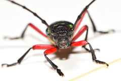 Deltaspis rubriventris