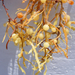 Sargassum natans - Photo (c) Kevin Metcalf,  זכויות יוצרים חלקיות (CC BY-NC), הועלה על ידי Kevin Metcalf