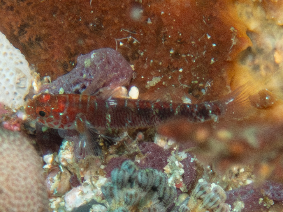 Upwelling Dwarfgoby photo 3