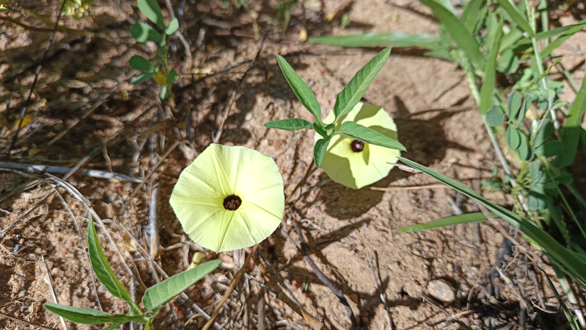 Ipomoea longeramosa