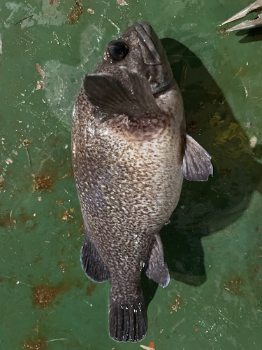 Fox rockfish (Sebastes vulpes) — Sebastidae